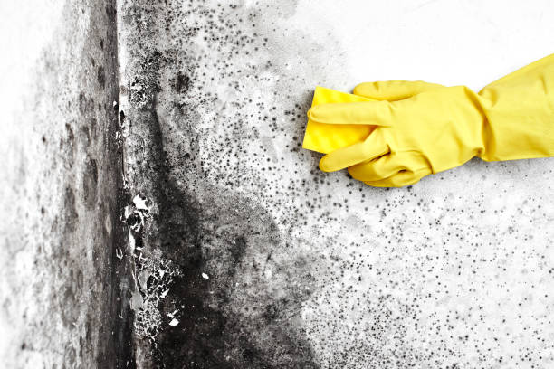 Best Mold Documentation for Insurance Claims  in Jeffersonville, IN