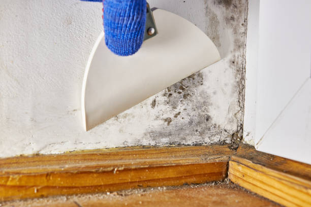Best Air Quality Testing for Mold Spores  in Jeffersonville, IN
