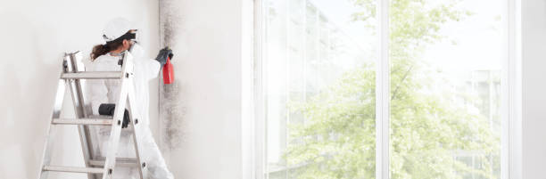 Best Water Damage & Mold Remediation  in Jeffersonville, IN